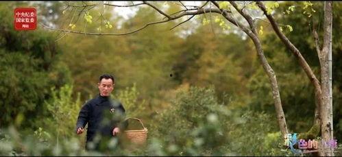 一片树叶爆料视频大全,视频大全带你探索自然奥秘